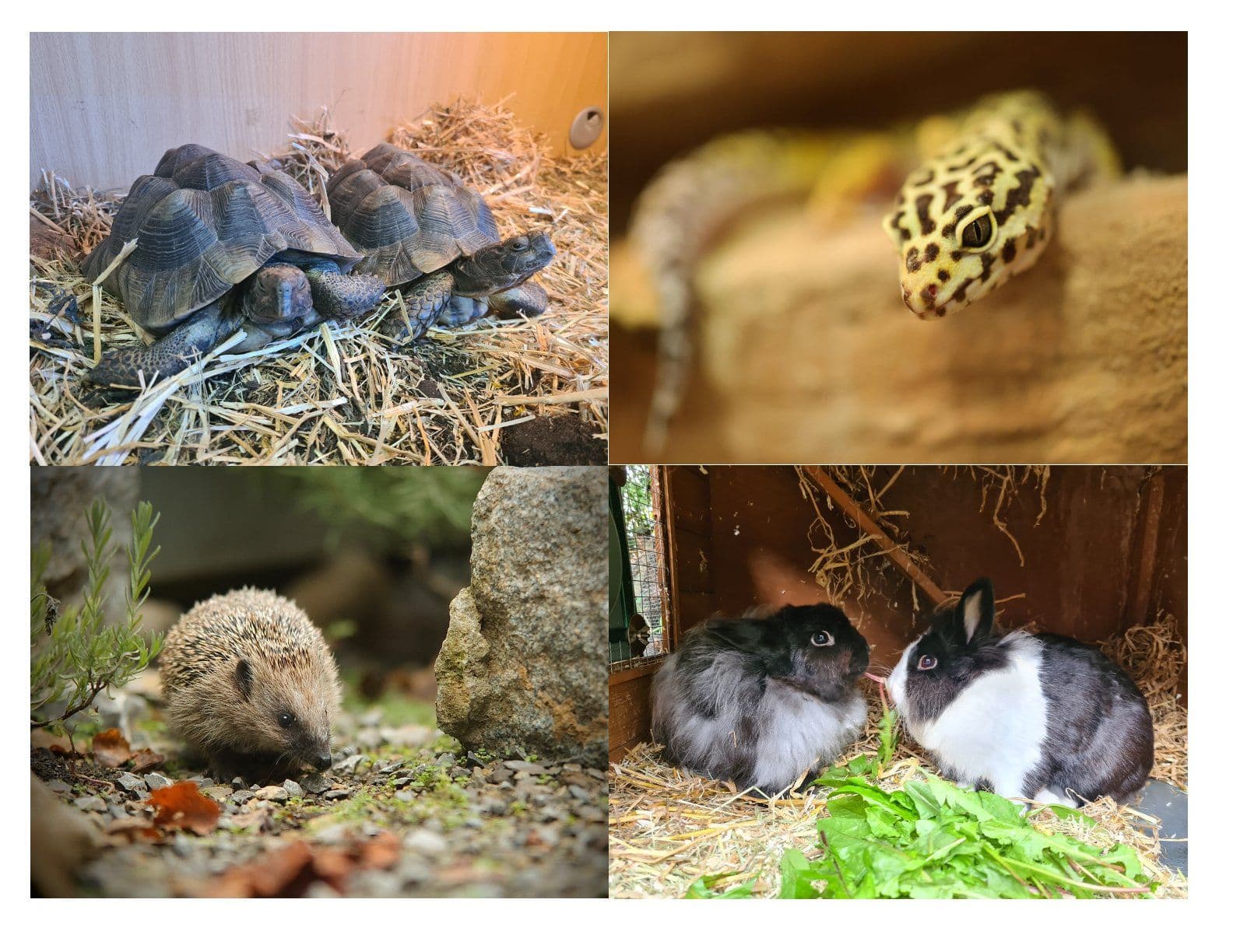 Collage of two tortoises, a leopard gecko, a hedgehog, and two rabbits.